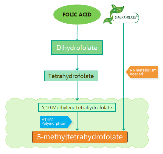 Quid differentiae inter acidi folici et Magnafolate®?
