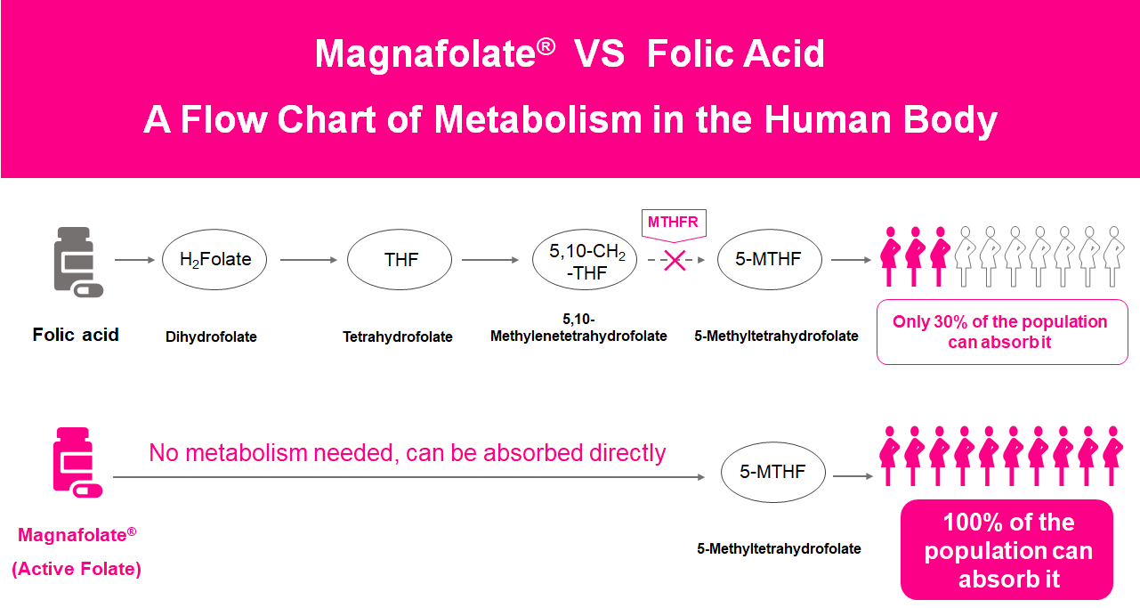 Tabula metabolismi in corpore humano fluxus, activum Folate VS Folic Acid