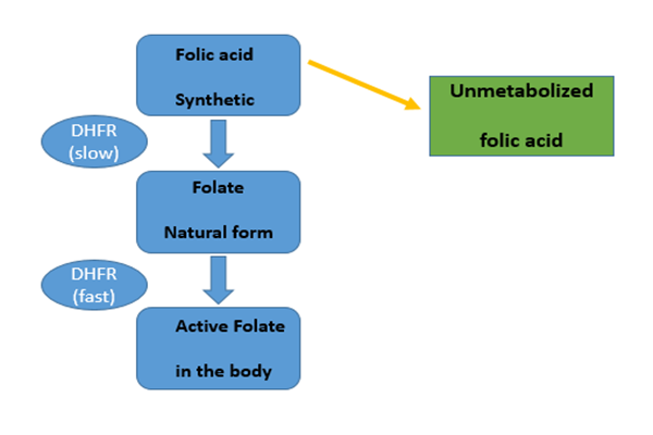Quotidie attractio folici 266mcg acidum nostrum normales metabolismi folatium perturbat