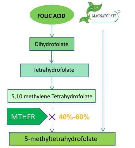 Quid differentiae inter Acidum Magnafolatum et folicum?