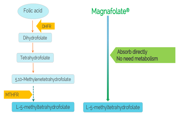 Num necesse est supplere supplementa methylfolata potius quam acidum folicum continere?