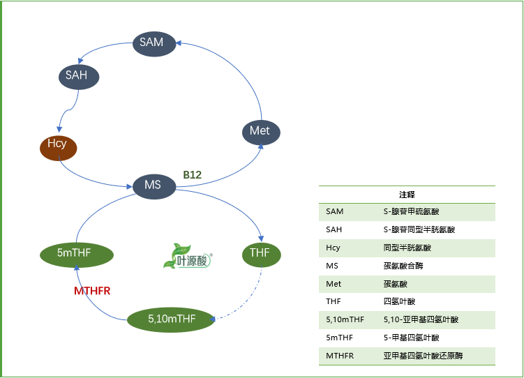 MTHFR genotypus deprauationem metabolismi folatium et morborum mechanismi cognatorum facit