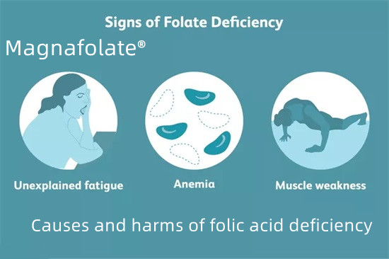 Causae et detrimenta defectus acidi folici