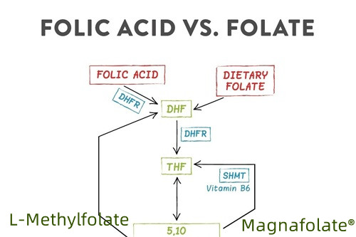 Quae est optima forma folatium?