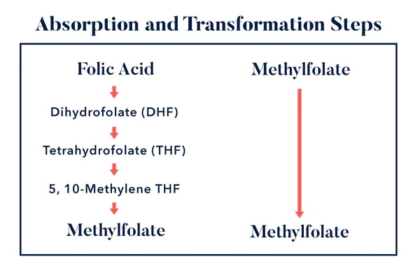 Quae sunt key similitudines acidi folici et L-methylfolati?