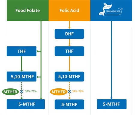 Quid est 5-methyltetrahydrofolatum?