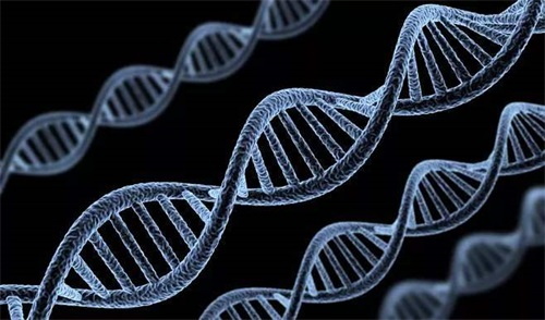 Solatium abnormes metabolizationes enzyme genotypes sunt praecipua causa morborum metabolismi folatium