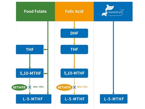 Calcium L-5-methyltetrahydrofolatum VS Folic Acid
