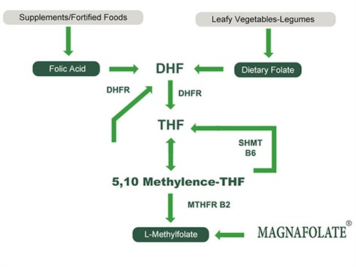 Acidum folicum hominibus urgere upgrading