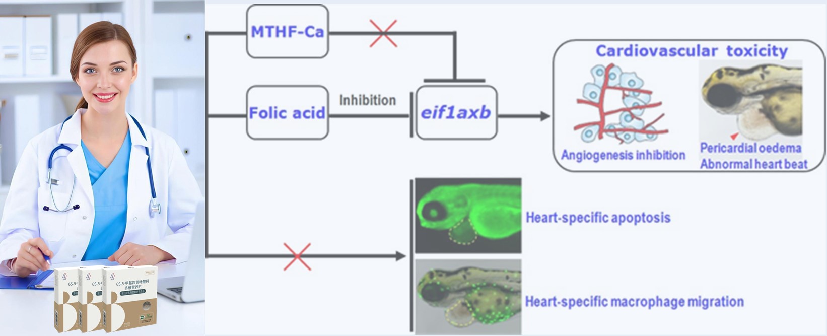 Literature Review | Summus dose Saccharum folic acidum ut pose cor metus ad mane embryonum; 6s-V-methyltetrahydrofolater-calcium probat tutius